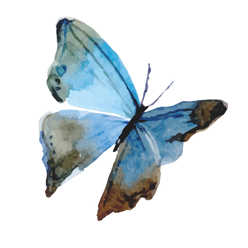 Tranh canvas bướm sắc màu 22